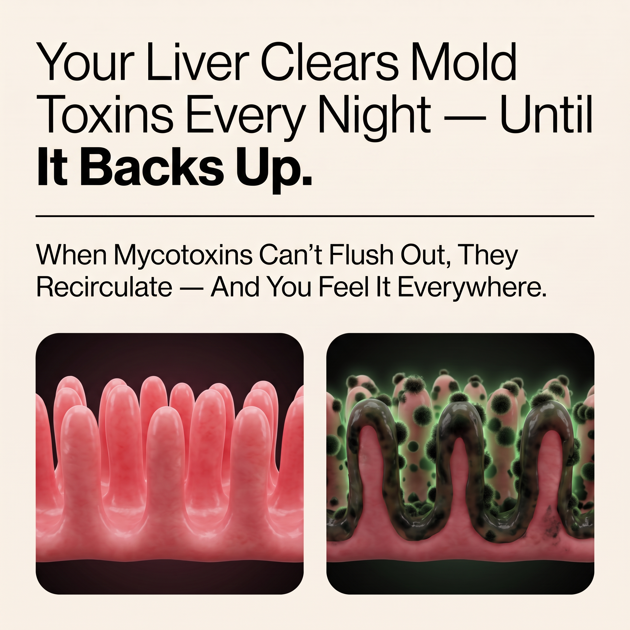 Your liver clears mold toxins every night, until it backs up